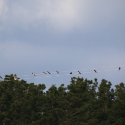 Hirundo neoxena (Welcome Swallow) at Charleys Forest, NSW - 28 Jun 2021 by LisaH