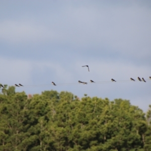 Hirundo neoxena at Charleys Forest, NSW - 28 Jun 2021