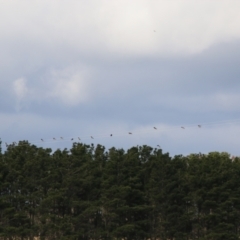 Hirundo neoxena at Charleys Forest, NSW - 28 Jun 2021