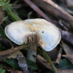 Cortinarius sp. - lilac, blue(ish), purple(ish) at Mongarlowe, NSW - 27 Jun 2021 by LisaH