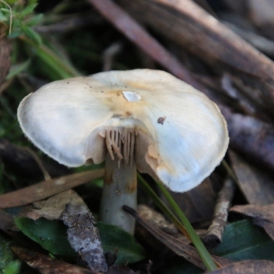 Cortinarius sp. - lilac, blue(ish), purple(ish) at Mongarlowe River - 27 Jun 2021 by LisaH