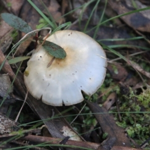 Cortinarius sp. - lilac, blue(ish), purple(ish) at QPRC LGA - suppressed