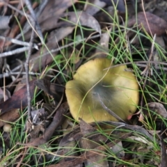 Cortinarius austrovenetus (Green Skinhead) at Mongarlowe, NSW - 28 Jun 2021 by LisaH