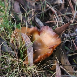 Cortinarius austrovenetus at Mongarlowe, NSW - 28 Jun 2021