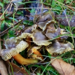 Hygrocybe sp. (Hygrocybe) at Mongarlowe, NSW - 28 Jun 2021 by LisaH