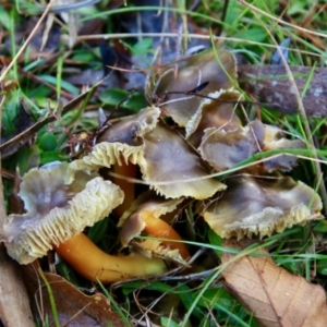 Hygrocybe sp. at Mongarlowe, NSW - 28 Jun 2021