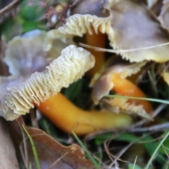 Hygrocybe sp. at Mongarlowe, NSW - 28 Jun 2021