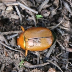 Anoplognathus brunnipennis (Green-tailed Christmas beetle) at Mongarlowe, NSW - 28 Jun 2021 by LisaH