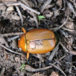 Anoplognathus brunnipennis at Mongarlowe, NSW - suppressed