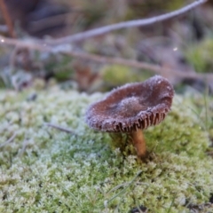 Unidentified Fungus at Mongarlowe, NSW - 28 Jun 2021 by LisaH