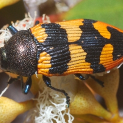 Unidentified Jewel beetle (Buprestidae) at Irymple, NSW - 16 Sep 2020 by Harrisi