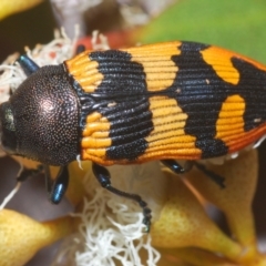 Unidentified Jewel beetle (Buprestidae) (TBC) at Irymple, NSW - 16 Sep 2020 by Harrisi
