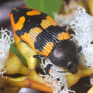 Castiarina ovata at Irymple, NSW - 16 Sep 2020 08:12 PM