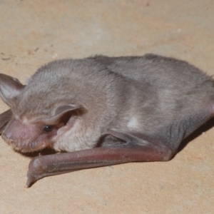 Ozimops planiceps at Yathong Nature Reserve - 17 Sep 2020 09:58 PM