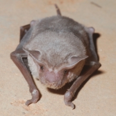 Ozimops planiceps at Yathong Nature Reserve - 17 Sep 2020 09:58 PM