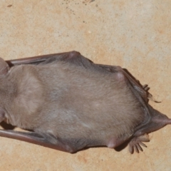 Ozimops planiceps at Yathong Nature Reserve - 17 Sep 2020