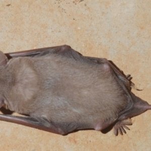 Ozimops planiceps at Yathong Nature Reserve - 17 Sep 2020