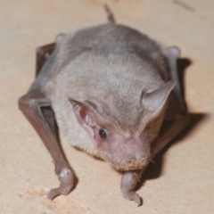 Ozimops planiceps at Yathong Nature Reserve - 17 Sep 2020 09:58 PM