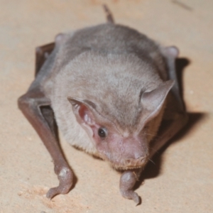 Ozimops planiceps at Yathong Nature Reserve - 17 Sep 2020 09:58 PM