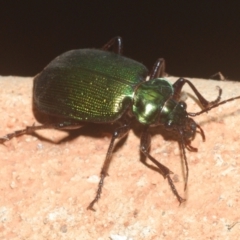 Unidentified Darkling beetle (Tenebrionidae) at Irymple, NSW - 16 Sep 2020 by Harrisi