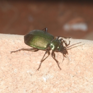 Carabidae (family) at Irymple, NSW - 17 Sep 2020 01:25 AM