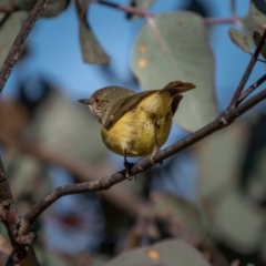 Acanthiza reguloides (Buff-rumped Thornbill) at Theodore, ACT - 3 Jul 2021 by trevsci