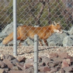 Vulpes vulpes (Red Fox) at Fyshwick Sewerage Treatment Plant - 7 Jul 2021 by RodDeb