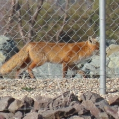 Vulpes vulpes at Fyshwick, ACT - 7 Jul 2021