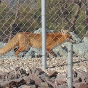 Vulpes vulpes at Fyshwick, ACT - 7 Jul 2021