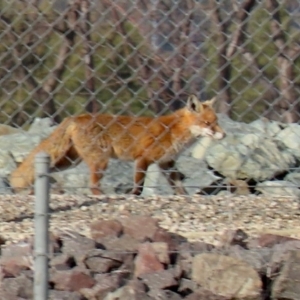 Vulpes vulpes at Fyshwick, ACT - 7 Jul 2021