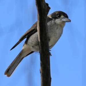 Cracticus torquatus at Fyshwick, ACT - 7 Jul 2021