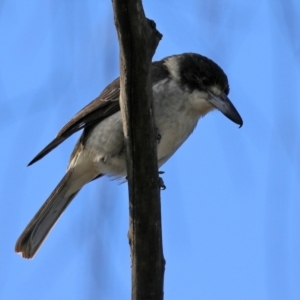 Cracticus torquatus at Fyshwick, ACT - 7 Jul 2021 02:15 PM