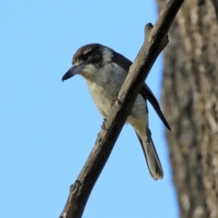 Cracticus torquatus at Fyshwick, ACT - 7 Jul 2021 02:15 PM