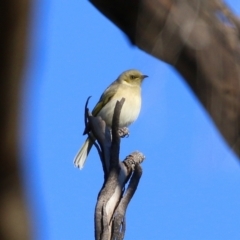 Ptilotula fusca (Fuscous Honeyeater) at Jerrabomberra Wetlands - 7 Jul 2021 by RodDeb