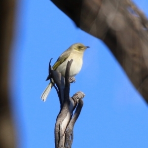 Ptilotula fusca at Fyshwick, ACT - 7 Jul 2021