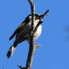 Phylidonyris niger X novaehollandiae (Hybrid) (White-cheeked X New Holland Honeyeater (Hybrid)) at Fyshwick, ACT - 7 Jul 2021 by RodDeb