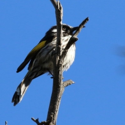 Phylidonyris niger X novaehollandiae (Hybrid) (White-cheeked X New Holland Honeyeater (Hybrid)) at Jerrabomberra Wetlands - 7 Jul 2021 by RodDeb