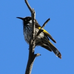 Phylidonyris niger X novaehollandiae (Hybrid) at Fyshwick, ACT - 7 Jul 2021