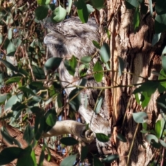 Podargus strigoides (Tawny Frogmouth) at Fyshwick, ACT - 7 Jul 2021 by RodDeb