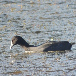 Fulica atra at Isabella Plains, ACT - 4 Apr 2021