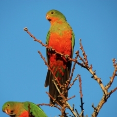 Alisterus scapularis (Australian King-Parrot) at Hughes, ACT - 5 Jul 2021 by LisaH