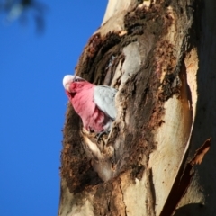 Eolophus roseicapilla (Galah) at Red Hill to Yarralumla Creek - 5 Jul 2021 by LisaH