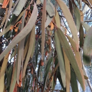 Amyema pendula subsp. pendula at Boro, NSW - 8 Jul 2021