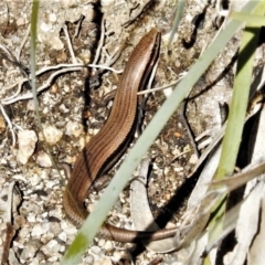 Acritoscincus duperreyi (Eastern Three-lined Skink) at Namadgi National Park - 7 Jul 2021 by JohnBundock