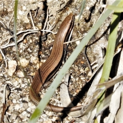 Acritoscincus duperreyi (Eastern Three-lined Skink) at Rendezvous Creek, ACT - 7 Jul 2021 by JohnBundock