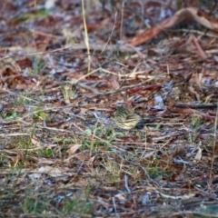 Pyrrholaemus sagittatus (Speckled Warbler) at Deakin, ACT - 7 Jul 2021 by LisaH