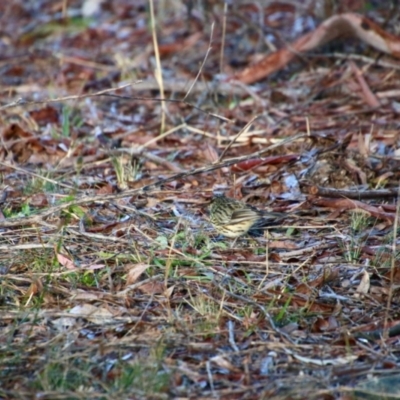 Pyrrholaemus sagittatus (Speckled Warbler) at Red Hill Nature Reserve - 6 Jul 2021 by LisaH