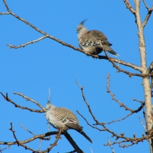 Ocyphaps lophotes at Hughes, ACT - 7 Jul 2021