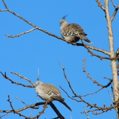 Ocyphaps lophotes (Crested Pigeon) at Red Hill to Yarralumla Creek - 7 Jul 2021 by LisaH