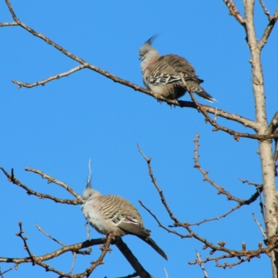 Ocyphaps lophotes (Crested Pigeon) at Hughes, ACT - 7 Jul 2021 by LisaH